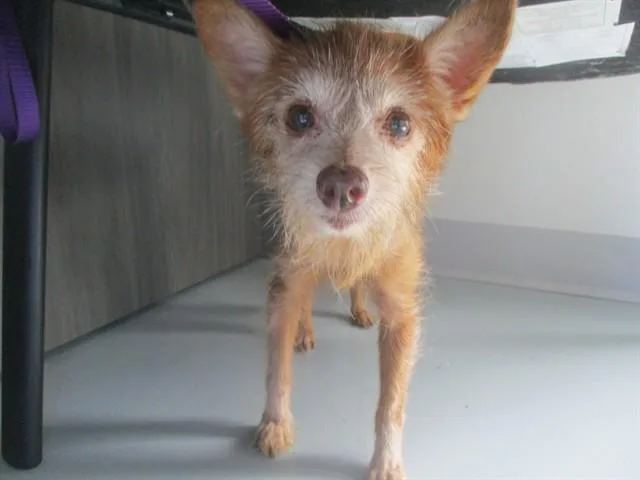 A senior small-sized female Yorkshire Terrier dog named Cinnamon for adoption in Ocala, FL