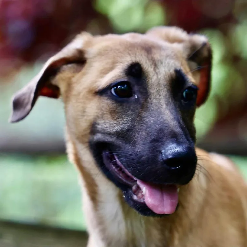 A baby medium-sized male Yellow / Tan / Blond / Fawn Belgian Shepherd / Malinois dog named Ecko for adoption in Stephens City, VA