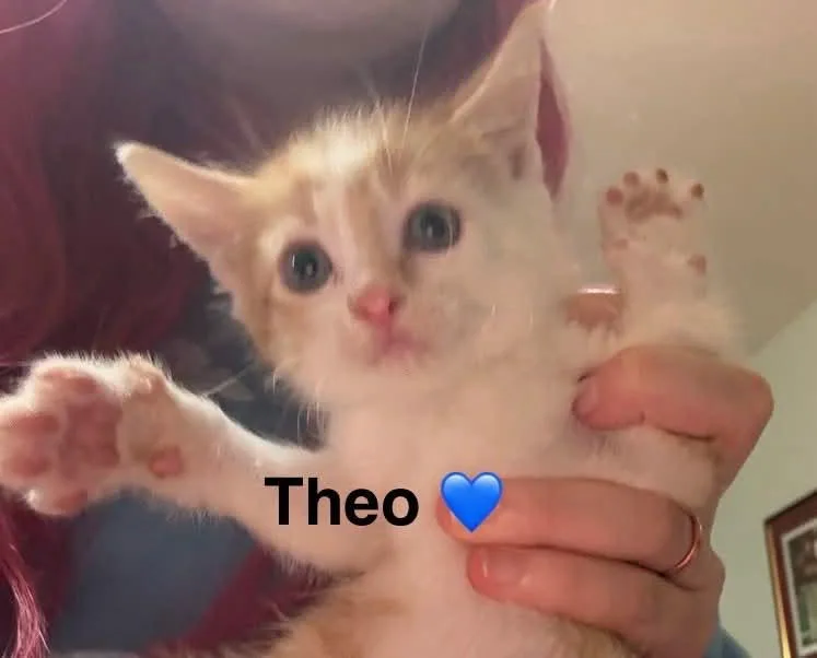 A baby medium-sized male Domestic Short Hair cat named Theo for adoption in Hoover , AL