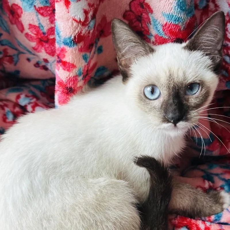 A baby small-sized female White Snowshoe cat named Chavon for adoption in Santa Fe, TX