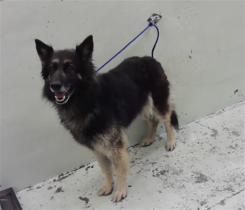 An adult large-sized female German Shepherd Dog dog named Ivy for adoption in Houston, TX