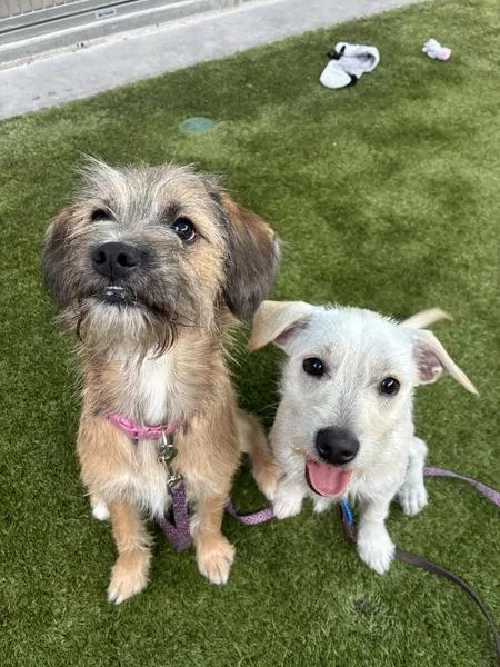 A young small-sized female Parson Russell Terrier dog named Whisper for adoption in El Cajon, CA