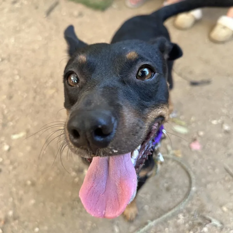 Koda