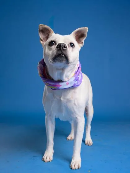 An adult large-sized female Mixed Breed dog named Bella for adoption in Atlanta, GA