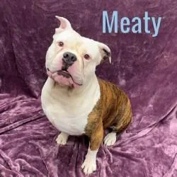 Meaty