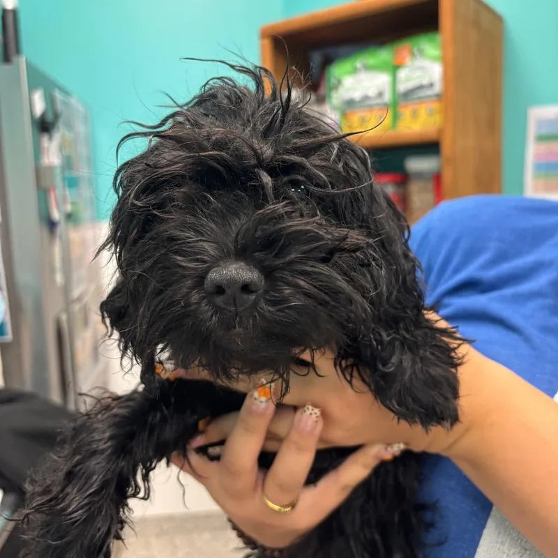 A baby small-sized male Black Shih Tzu dog named Michael Myers for adoption in Wilmington, DE