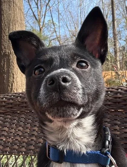 Mighty Mouse thumbnail 2