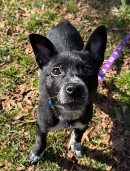 Mighty Mouse thumbnail 3