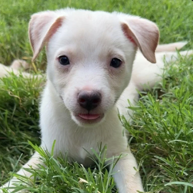 A baby small-sized male White / Cream Chihuahua dog named Nugget for adoption in Midland, TX
