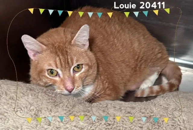 An adult medium-sized male Tabby (Orange / Red) Domestic Short Hair cat named Louie for adoption in Marietta, GA