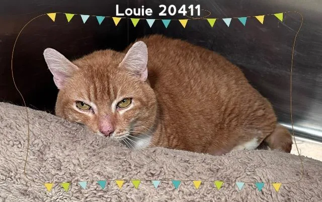 Louie thumbnail 2