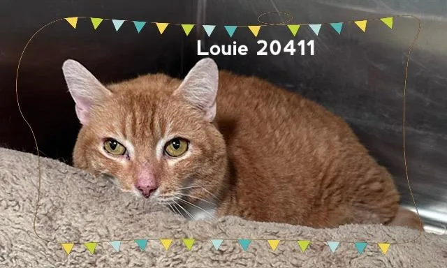 Louie thumbnail 3