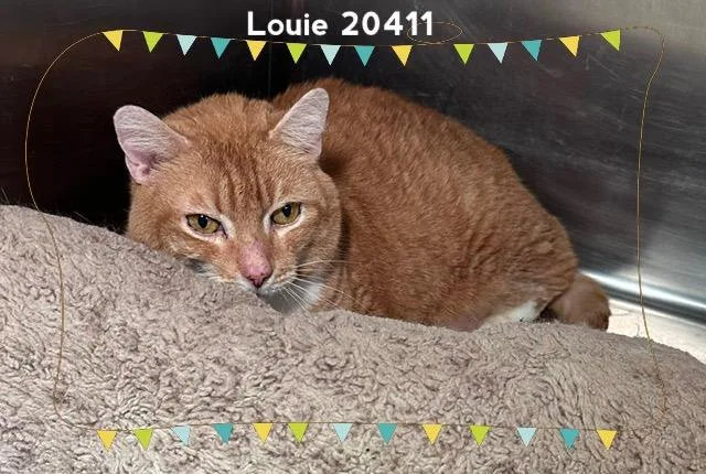 Louie thumbnail 4