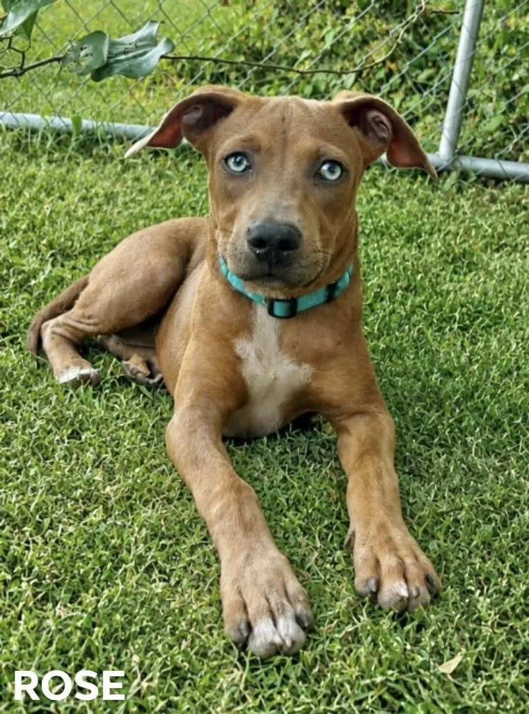 A baby medium-sized female Hound dog named Rose Kelly for adoption in Manchester, CT