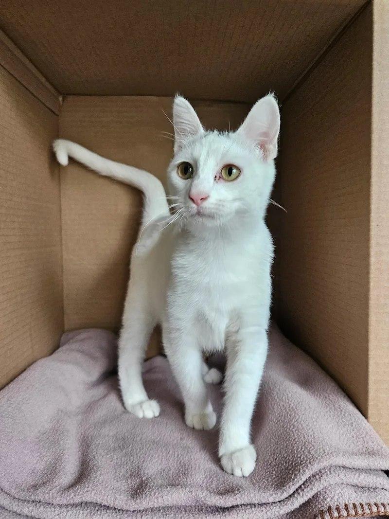 A baby small-sized male White Domestic Short Hair cat named Ambrose for adoption in Faribault, MN