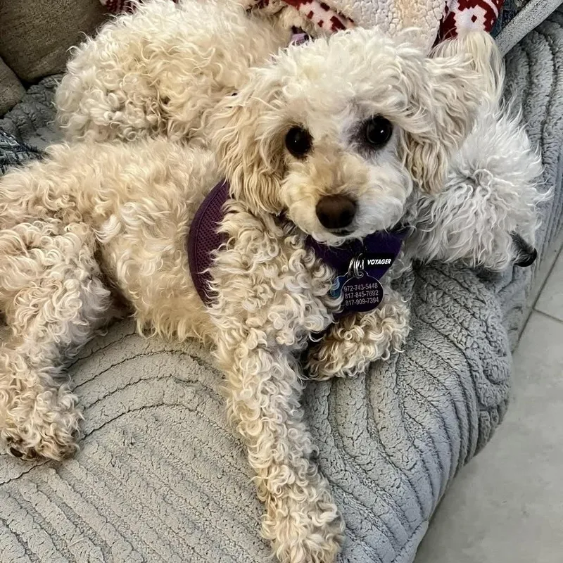 Classy Miller thumbnail 4