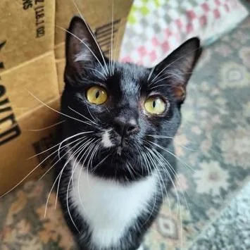 A young small-sized female Domestic Short Hair cat named Abby Mallard for adoption in Voorhees, NJ