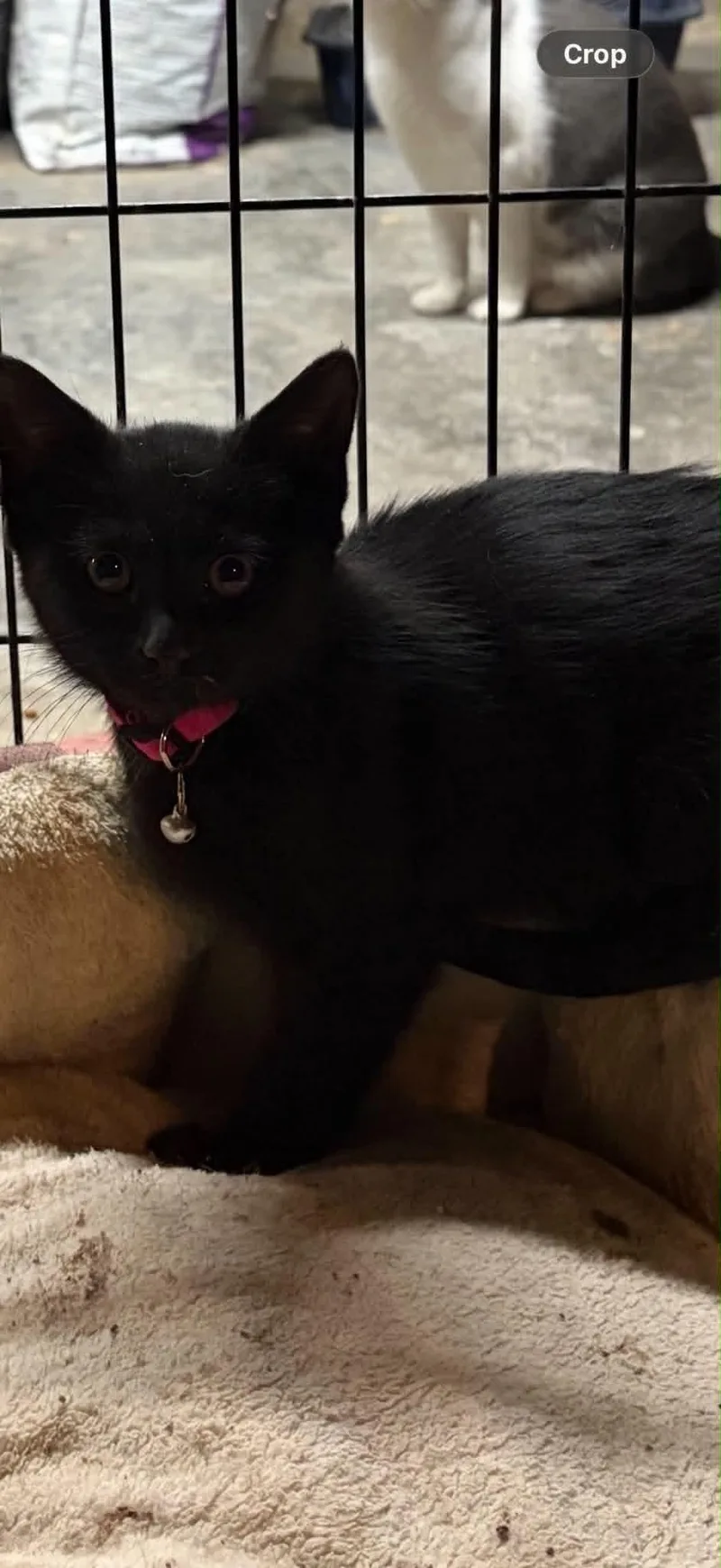 A baby small-sized female Black Domestic Short Hair cat named Midnight Bliss for adoption in Somerset, NJ