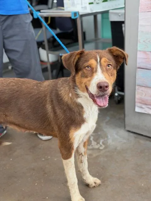 An adult medium-sized female Mixed Breed dog named Scarlett for adoption in Dallas, TX