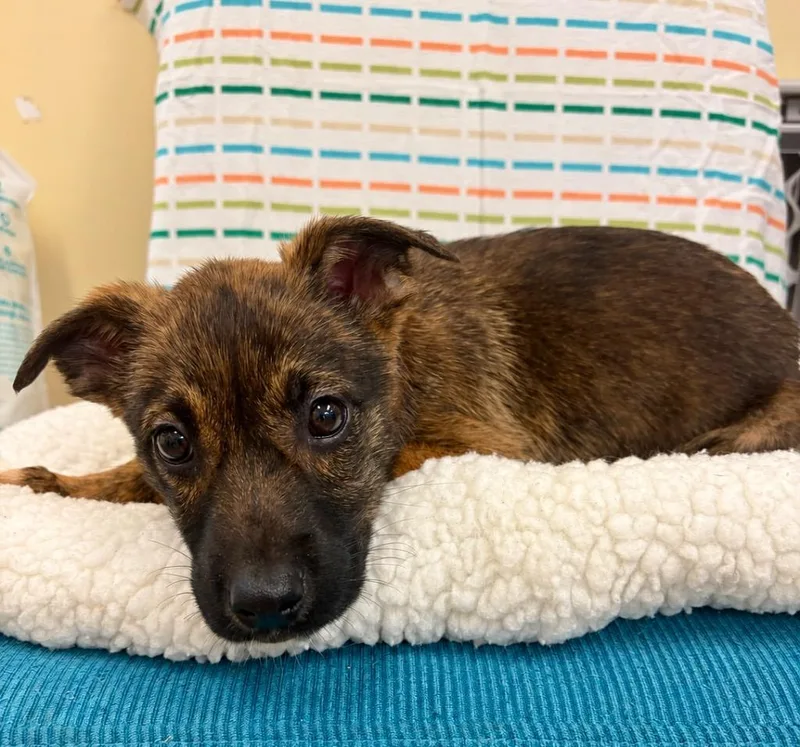 A baby large-sized female Shepherd dog named Whopper for adoption in Clinton, SC