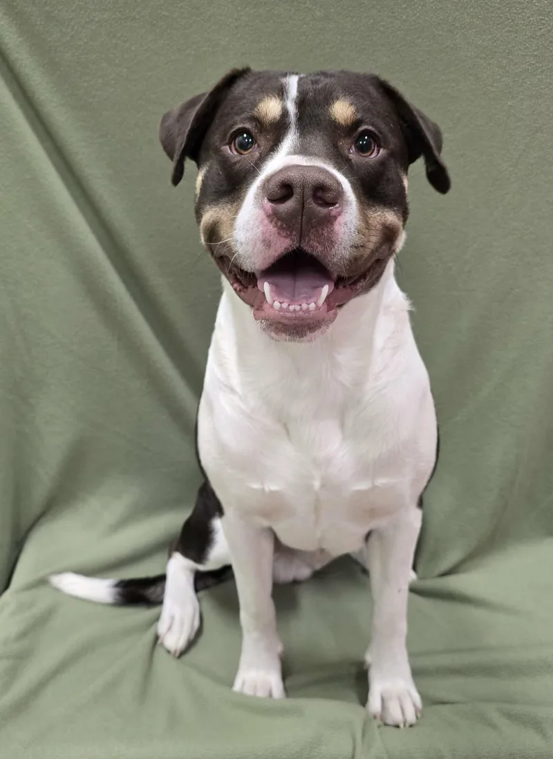 An adult large-sized male Mixed Breed dog named Silas for adoption in Frankfort, IN