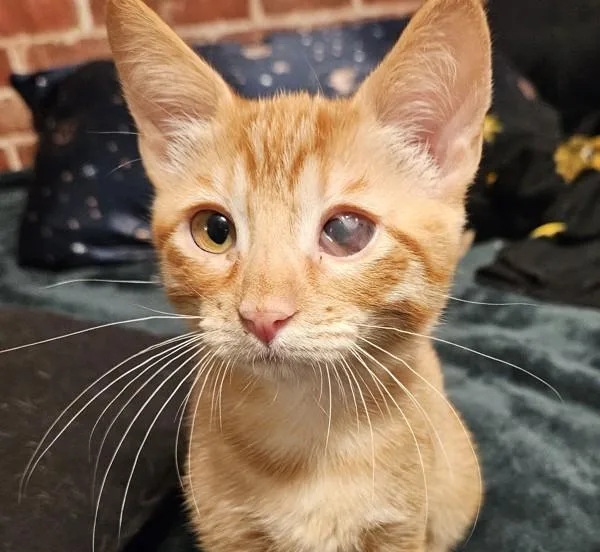 A baby small-sized female Domestic Short Hair cat named Mystique for adoption in Bonsall, CA