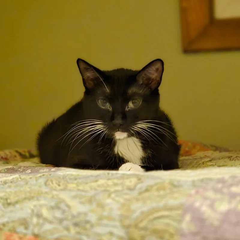 An adult medium-sized female Black Domestic Short Hair cat named Twinkie for adoption in Grand Rapids, MN
