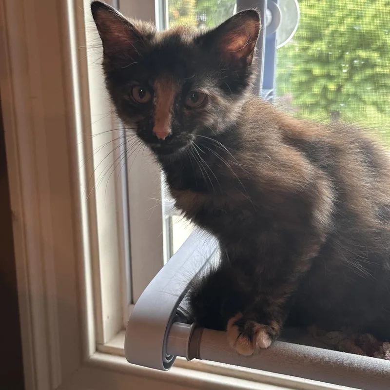 A young medium-sized female Tortoiseshell Domestic Medium Hair cat named Leah for adoption in Murfreesboro, TN