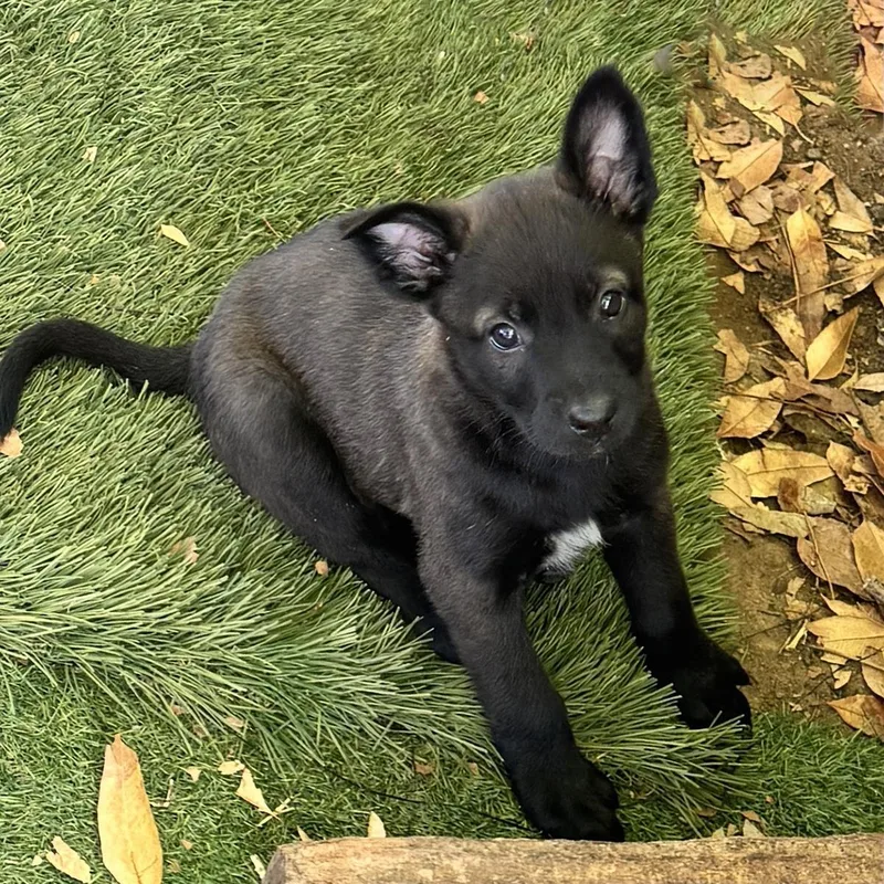 A baby large-sized female Labrador Retriever dog named Anthem Pup  Brave for adoption in San Diego, CA