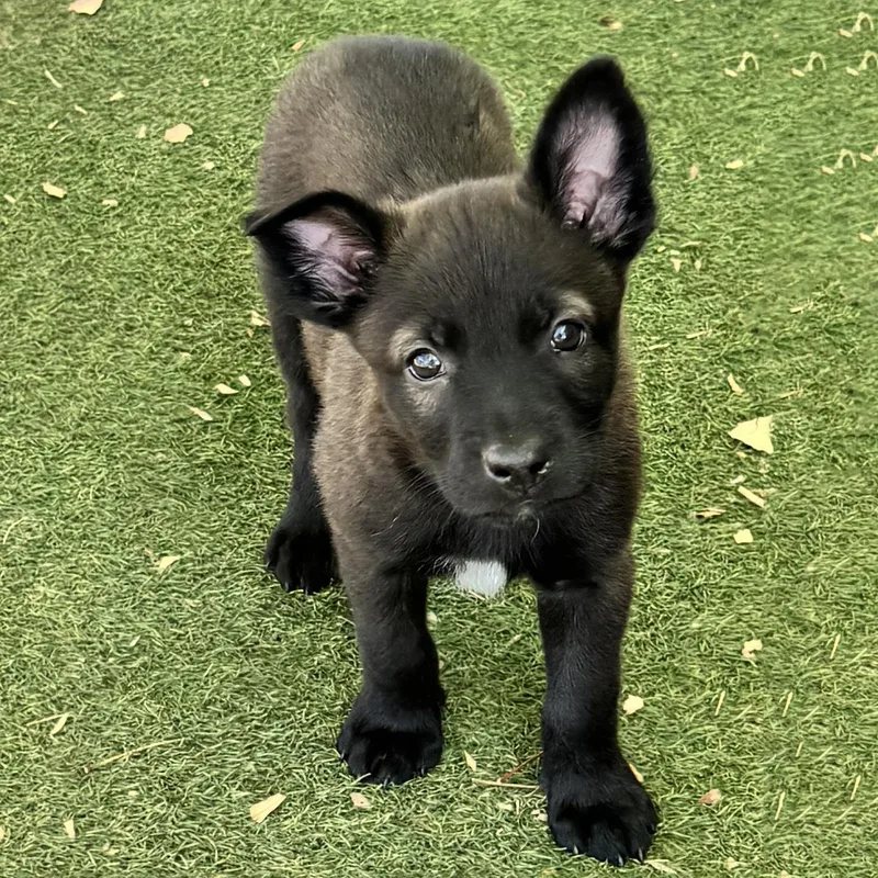 Anthem Pup  Brave thumbnail 2