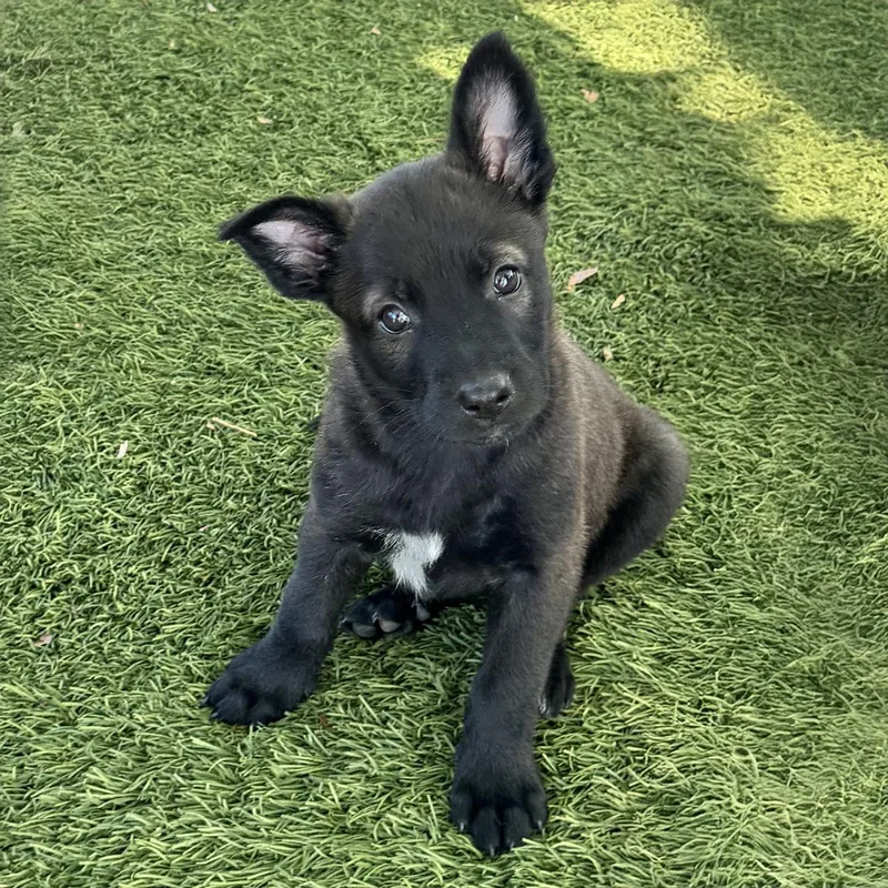 Anthem Pup  Brave thumbnail 3