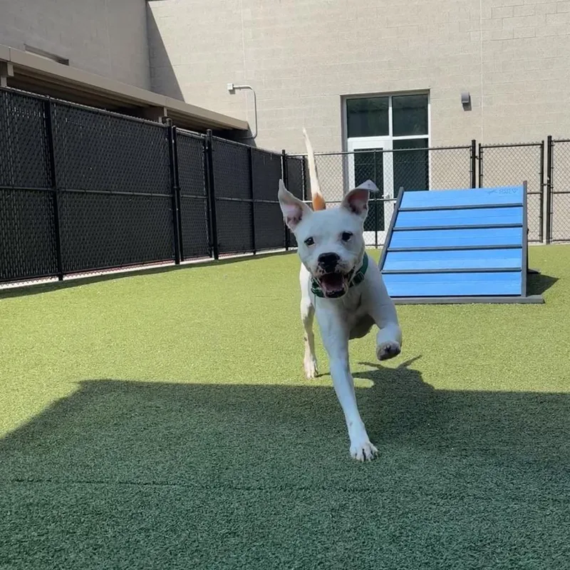 An adult medium-sized female White / Cream Pit Bull Terrier dog named Odessa for adoption in Greensboro, NC