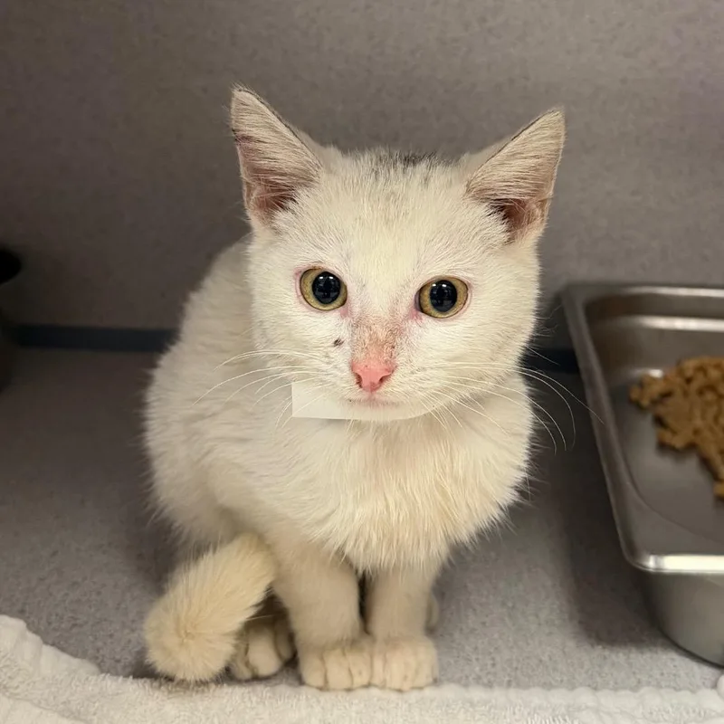 A baby small-sized male White Domestic Short Hair cat named Otho for adoption in Birmingham, AL