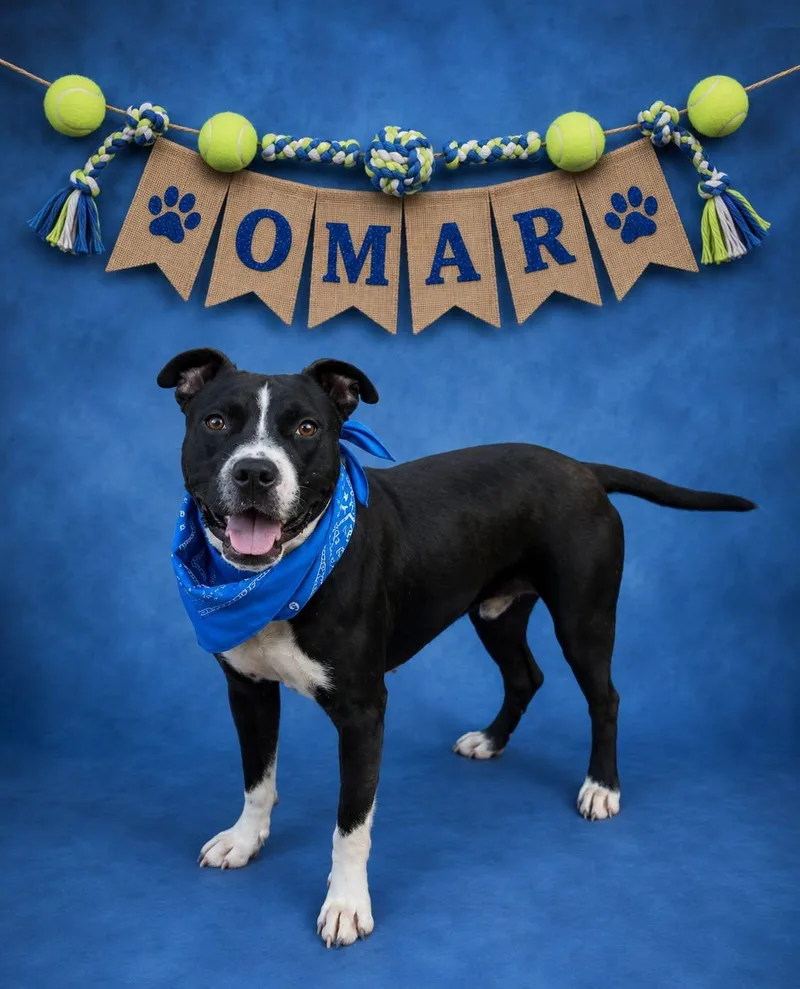 A young medium-sized male Pit Bull Terrier dog named Omar for adoption in Shillington, PA