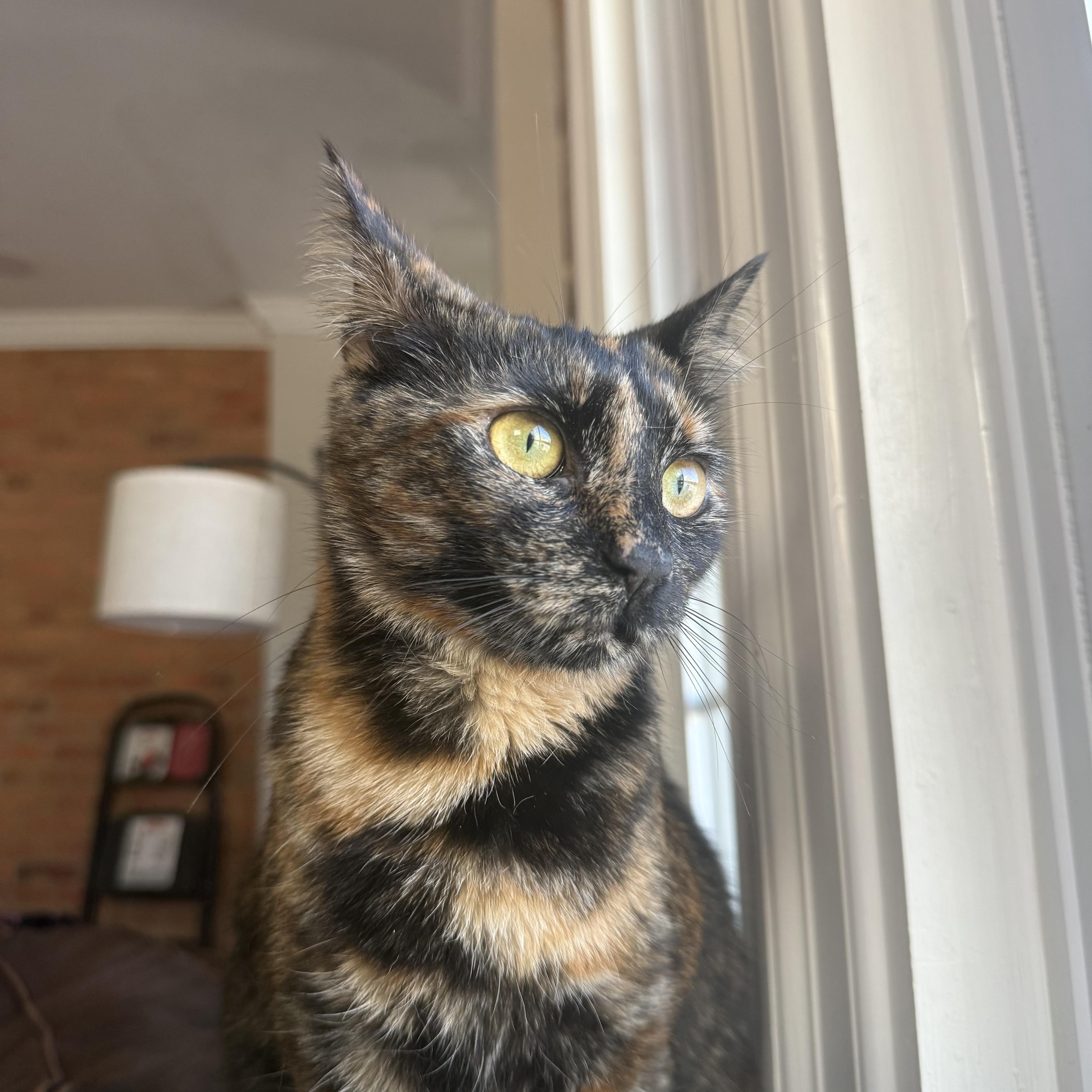 A young medium-sized female Domestic Short Hair cat named Maxie for adoption in Columbia, MD