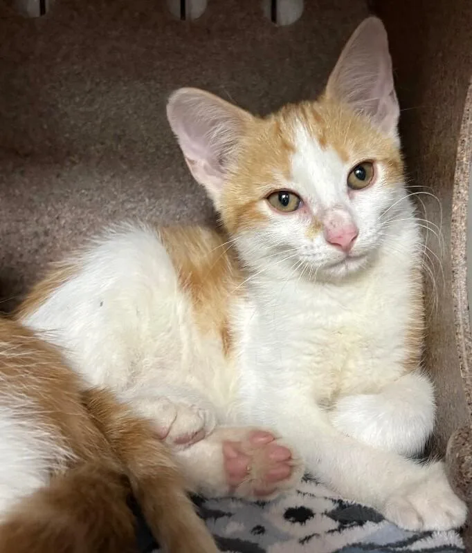 A young medium-sized female Cream / Ivory American Shorthair cat named Mable for adoption in Katy, TX