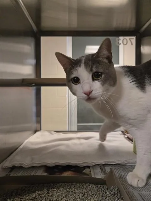 A young medium-sized male Domestic Short Hair cat named Grady A for adoption in Plano, TX