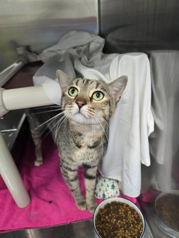 An adult medium-sized female Domestic Short Hair cat named Fiona for adoption in Winthrop, ME