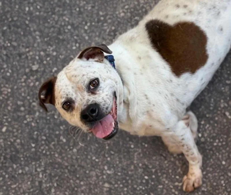 An adult large-sized male Tricolor (Brown, Black, & White) Boxer dog named Logan for adoption in Phoenix, AZ