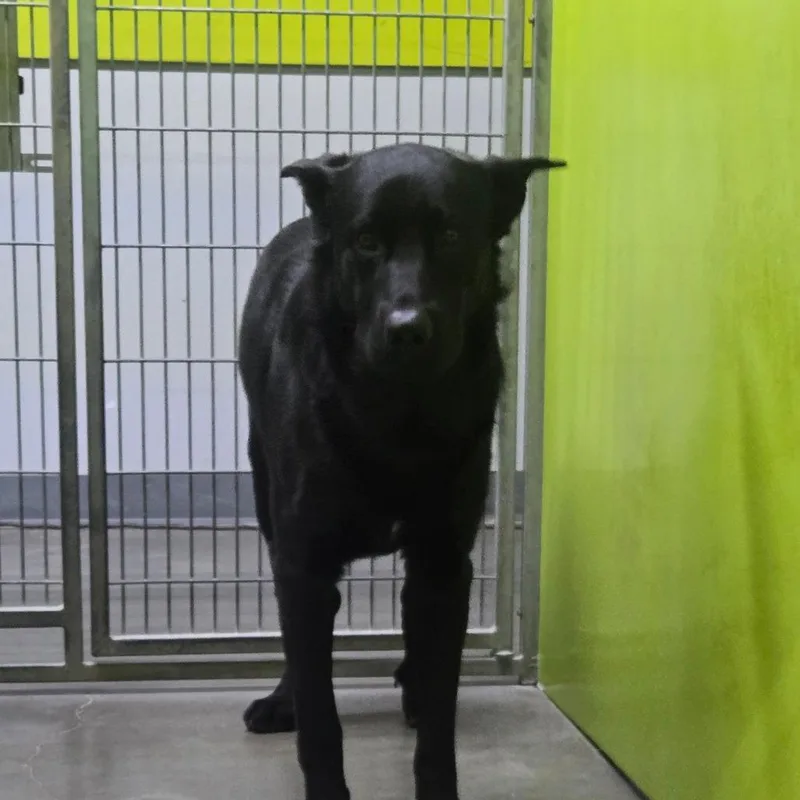 An adult large-sized male Black Labrador Retriever dog named Junior for adoption in San Jacinto, CA