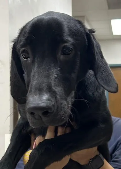 A young medium-sized female Labrador Retriever dog named Daisy for adoption in West Memphis, AR