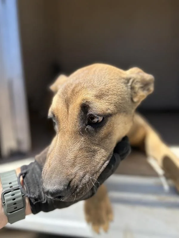 A young medium-sized female German Shepherd Dog dog named Skippy for adoption in Victorville, CA