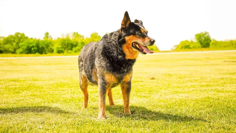 An adult medium-sized male Black Australian Cattle Dog / Blue Heeler dog named Corbin for adoption in Kenton, OH