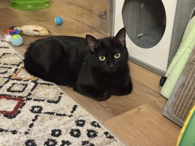 An adult medium-sized female Black Domestic Short Hair cat named Zoe for adoption in Harrisburg, PA