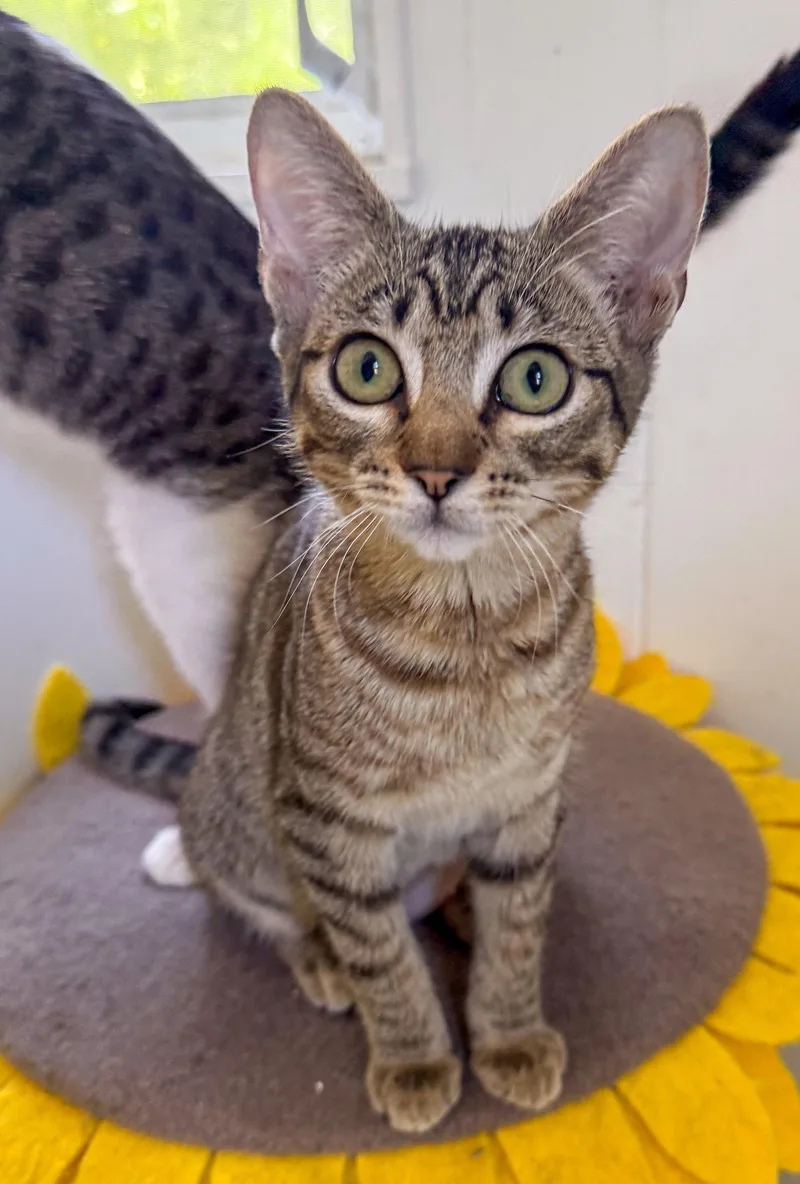 A baby medium-sized female Domestic Short Hair cat named Brooklyn for adoption in Lighthouse Point, FL