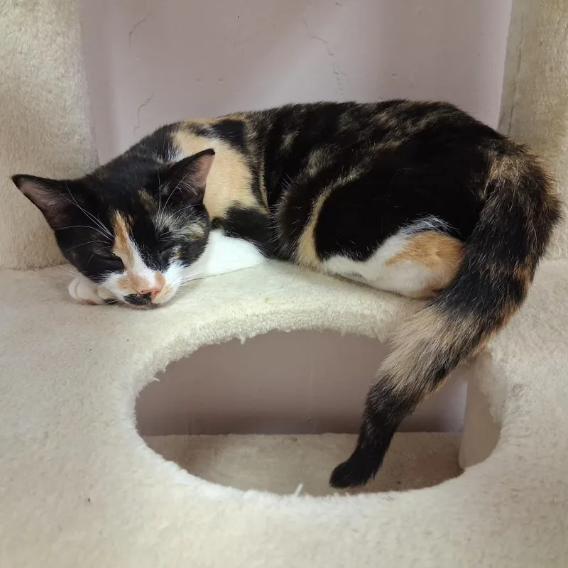 An adult medium-sized female Calico Domestic Short Hair cat named Poppy for adoption in Middlebury, VT