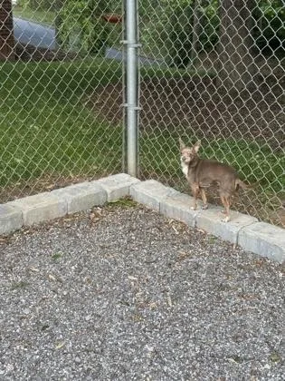 An adult small-sized female Chihuahua dog named Grandma for adoption in Wilkesboro, NC