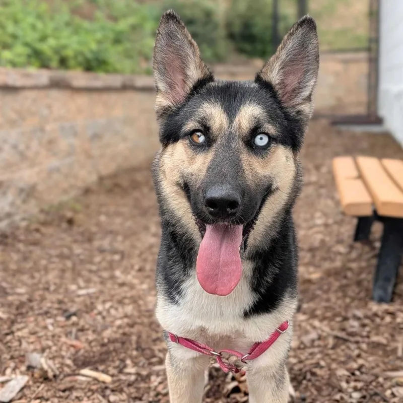 A young medium-sized female Black Husky dog named Sasha for adoption in Falls Church, VA