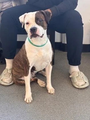 An adult medium-sized female Mixed Breed dog named Deja for adoption in West Chester, PA