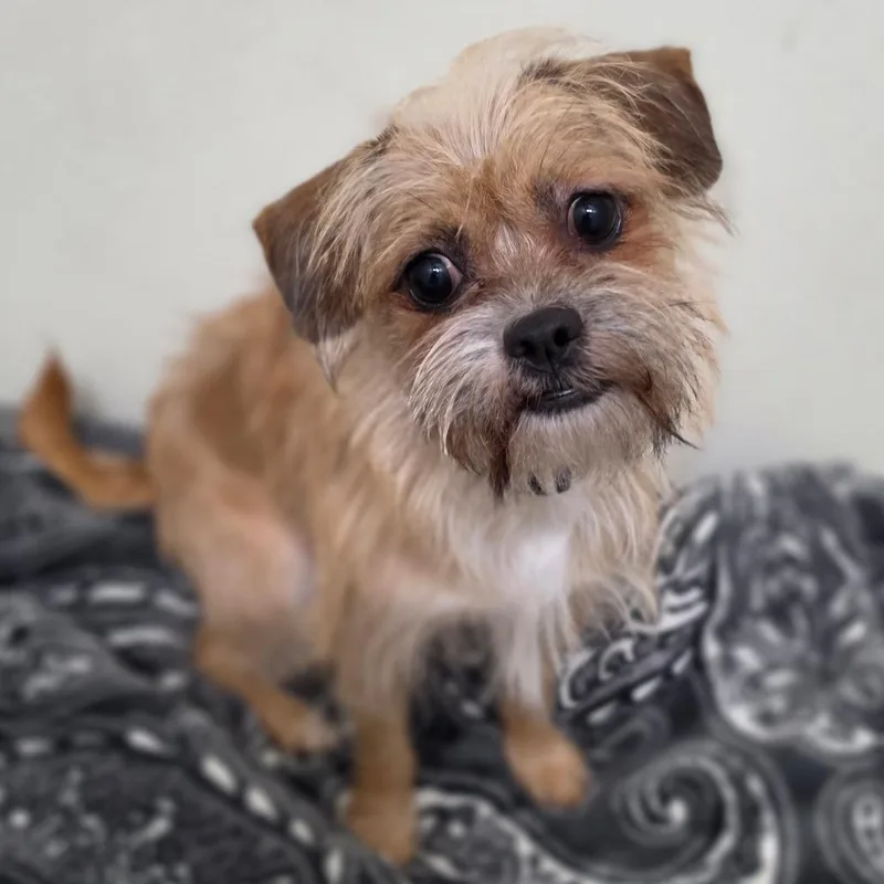 An adult small-sized female Yellow / Tan / Blond / Fawn Terrier dog named Coca Chino Hills for adoption in Chino Hills, CA